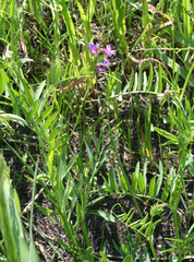 Vicia nervata