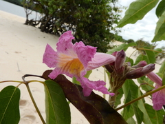 Handroanthus barbatus