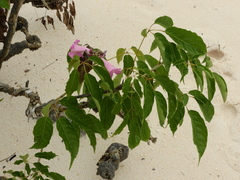 Handroanthus barbatus