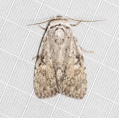 Barasa cymatistis