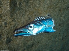 Lepidopus caudatus