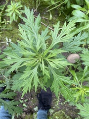 Artemisia vulgaris