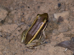 Amnirana galamensis