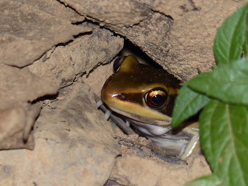 Galam white-lipped frog