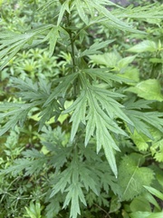 Artemisia vulgaris