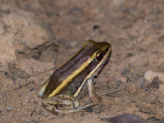 Amnirana galamensis