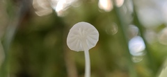 Hemimycena gracilis