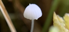 Hemimycena gracilis