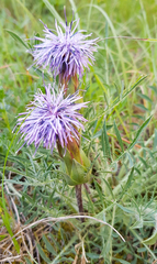 Carthamus mitissimus