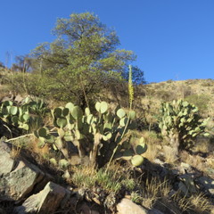 Agave schottii schottii