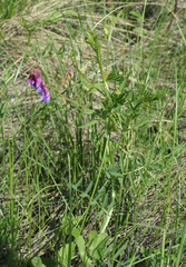 Vicia nervata
