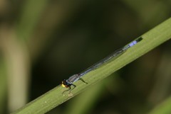 Pseudagrion citricola