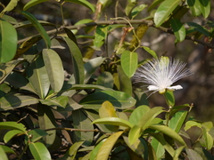 Capparis moonii