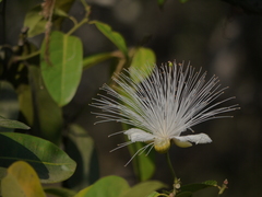 Capparis moonii
