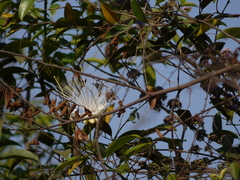 Capparis moonii