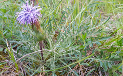 Carthamus mitissimus