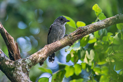 Thamnophilus caerulescens