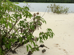 Handroanthus barbatus