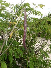 Handroanthus barbatus