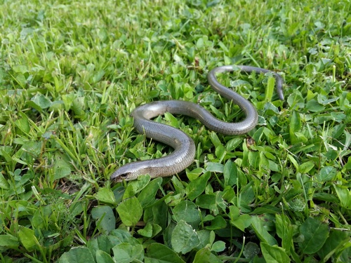 Italian Slowworm, Città Metropolitana di Torino, Italia, photo 9 of 10