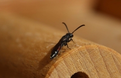 Sapyga quinquepunctata