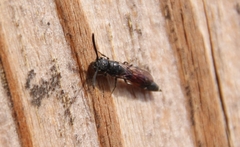 Sapyga quinquepunctata