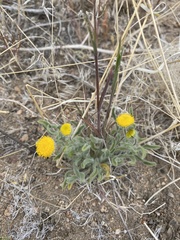 Erigeron aphanactis