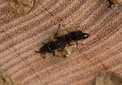 Sapyga quinquepunctata