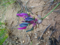 Astragalus vesicarius