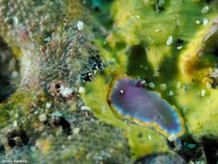 Felimida purpurea