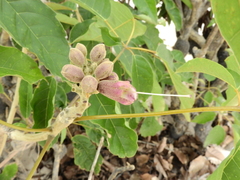 Handroanthus barbatus