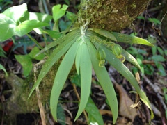 Ornithocephalus gladiatus