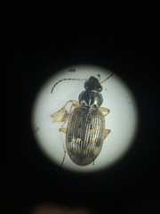 Bembidion versicolor