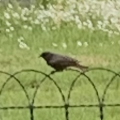 Phoenicurus ochruros