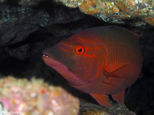Barred hogfish