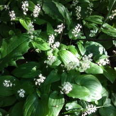 Maianthemum bifolium