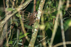 Sciurus aestuans ingrami