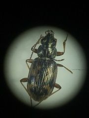 Bembidion versicolor