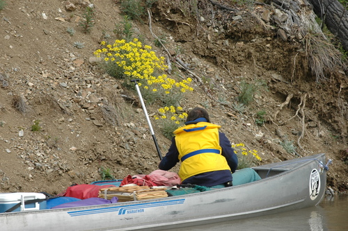 Image of Erysimum angustatum by (c) Syd Cannings, some rights reserved (CC BY)