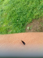 Adela caeruleella