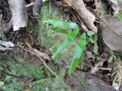 Lygodium articulatum