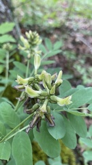 Astragalus glycyphylloides