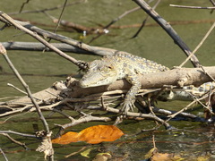 Crocodylus suchus