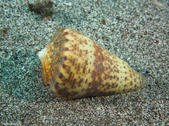Conus canariensis