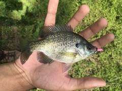 Lepomis macrochirus