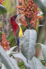 Aethopyga gouldiae