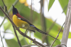Aethopyga gouldiae