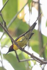 Aethopyga gouldiae