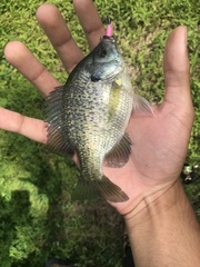 Lepomis macrochirus