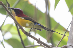 Aethopyga gouldiae